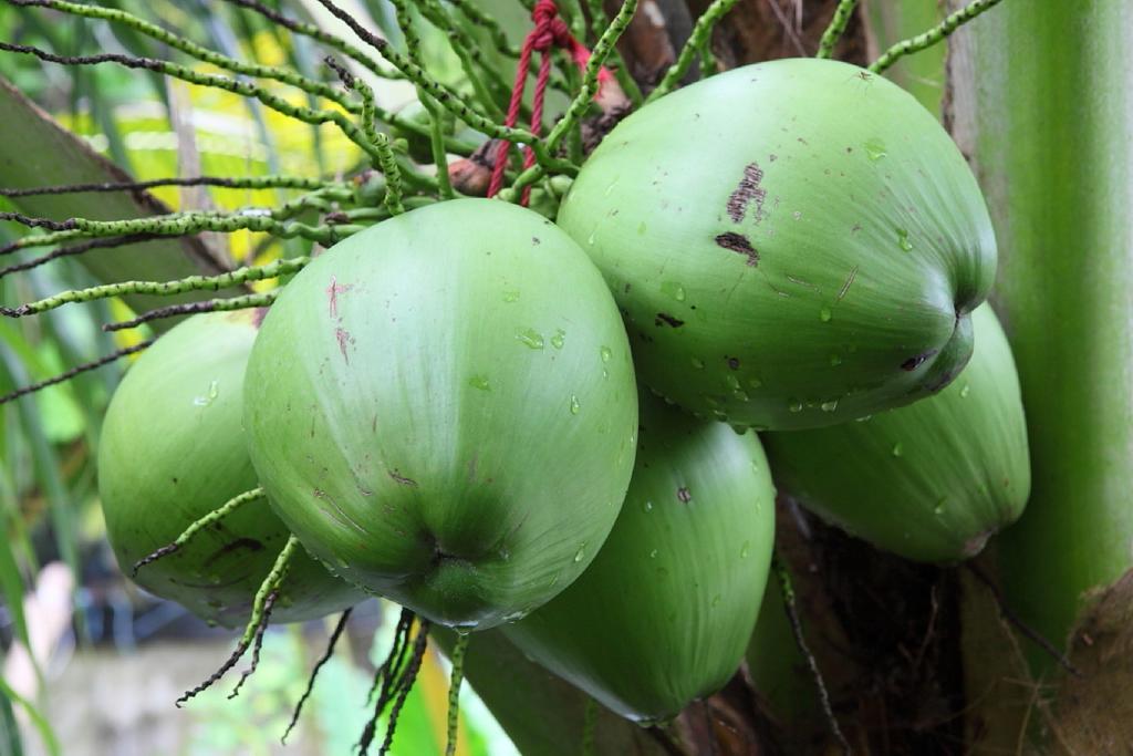 Feridhoo Inn Bagian luar foto