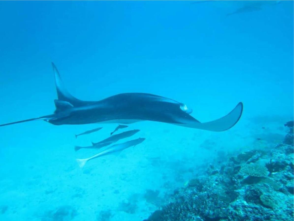 Feridhoo Inn Bagian luar foto